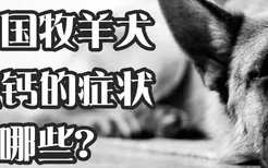 德国牧羊犬缺钙的症状有哪些