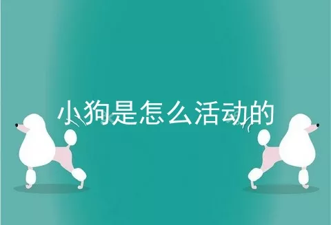 小狗是怎么活动的