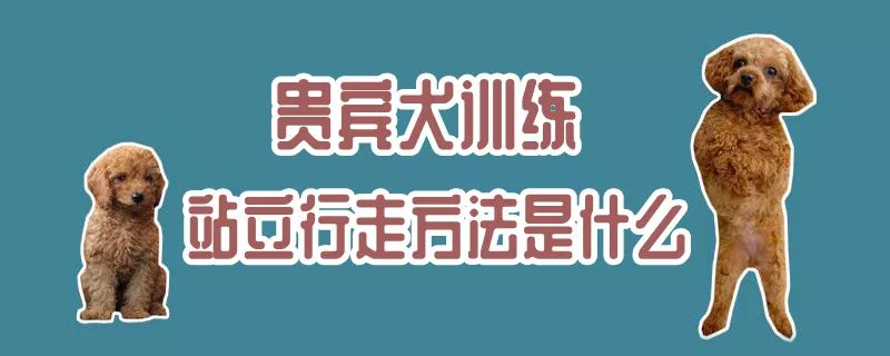 贵宾犬训练站立行走方法是什么