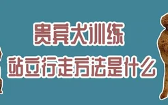 贵宾犬训练站立行走方法是什么