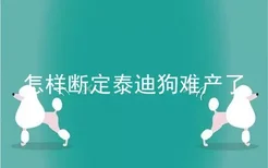 怎样断定泰迪狗难产了