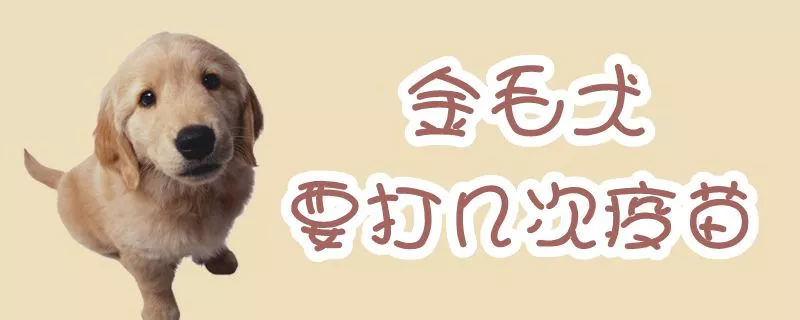 金毛犬要打几次疫苗