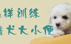 怎样训练比熊犬大小便