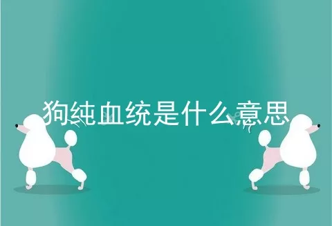 狗纯血统是什么意思