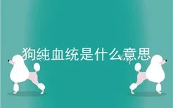 狗纯血统是什么意思