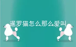 暹罗猫怎么那么爱叫