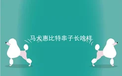 马犬惠比特串子长啥样