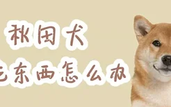 秋田犬不吃东西怎么办