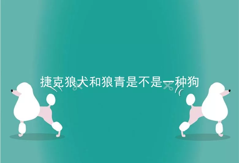 捷克狼犬和狼青是不是一种狗