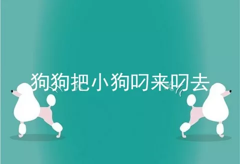 狗狗把小狗叼来叼去