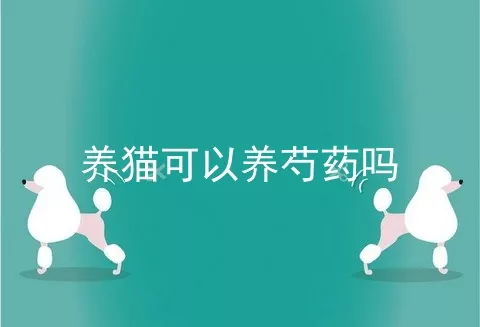 养猫可以养芍药吗