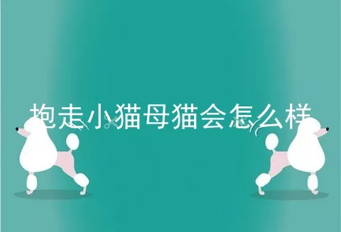 抱走小猫母猫会怎么样