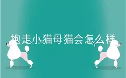 抱走小猫母猫会怎么样