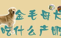 金毛母犬吃什么产奶