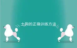 土狗的正确训练方法