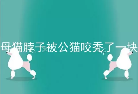 母猫脖子被公猫咬秃了一块