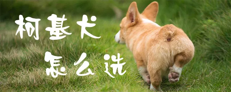 柯基犬怎么选1