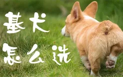 柯基犬怎么选