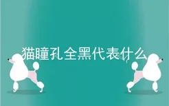 猫瞳孔全黑代表什么