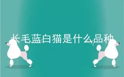 长毛蓝白猫是什么品种