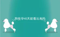 狗怀孕40天能看出来吗