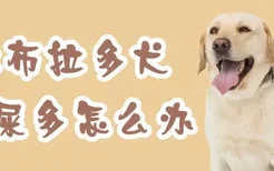 拉布拉多犬眼屎多怎么办