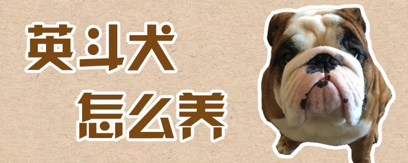 英斗犬怎么养