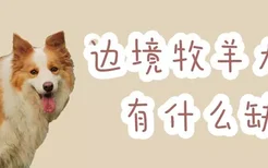 边境牧羊犬有什么缺点