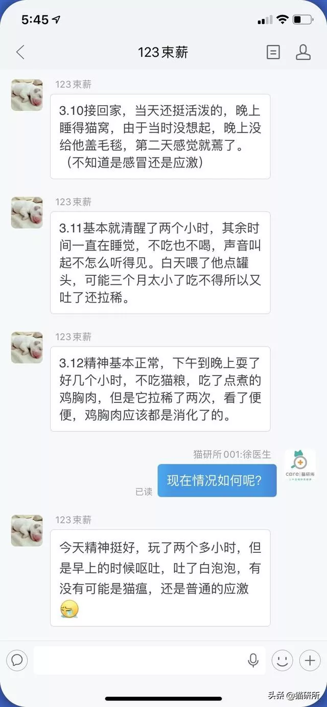 怎么检测猫不是星期猫(怎么检查是不是星期猫)