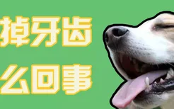 狗掉牙齿怎么回事