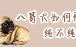 八哥犬如何辨别纯不纯