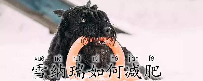 雪纳瑞如何减肥