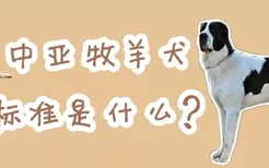 中亚牧羊犬的标准是什么