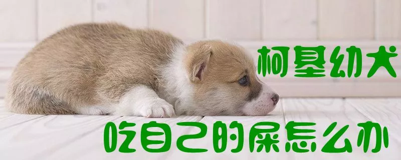 柯基幼犬吃自己的屎怎么办1