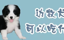 边牧犬可以吃什么