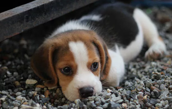 如何选购一只上等的比格犬 比格犬怎么分辨