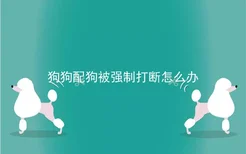 狗狗配狗被强制打断怎么办