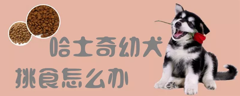 哈士奇幼犬挑食怎么办1