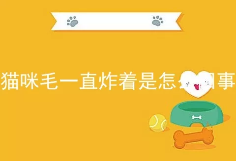 猫咪毛一直炸着是怎么回事