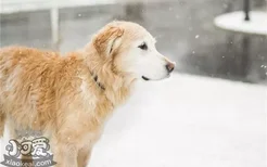 狗狗肛门腺多久挤一次 狗狗肛门腺要怎么挤