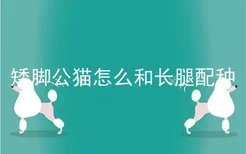 矮脚公猫怎么和长腿配种