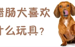 腊肠犬喜欢什么玩具