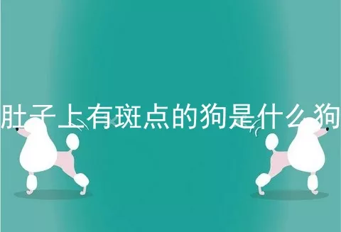 肚子上有斑点的狗是什么狗