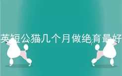 英短公猫几个月做绝育最好