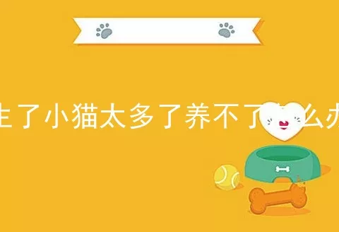 生了小猫太多了养不了怎么办