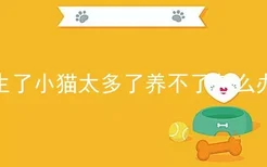 生了小猫太多了养不了怎么办