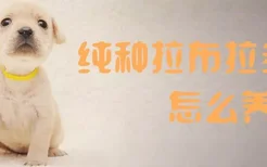 纯种拉布拉多犬怎么养