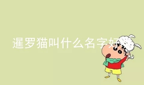 暹罗猫叫什么名字好听