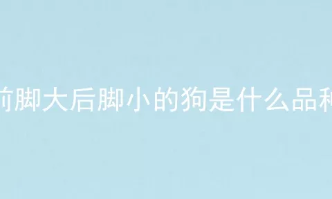 前脚大后脚小的狗是什么品种