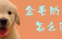 金毛幼犬怎么选